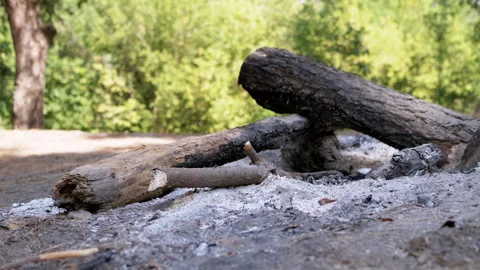 Smoldering Logs in Forest Clearing Stock-Footage 293281050