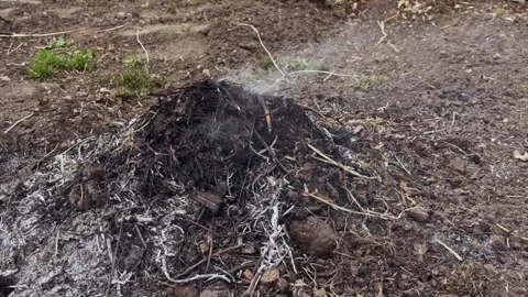 A smoldering pile of burnt dry grass with gray ash and light smoke against the Stock Footage 329601048