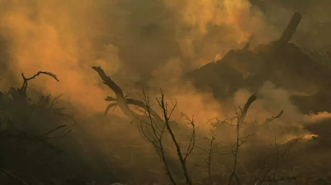 Smoldering Smoky Forest Fire Stock Footage