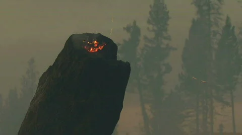 Smoldering Stump on Fire Stock Footage 711523
