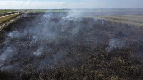 Smoldering Sugarcane Stock Footage 219980218