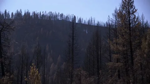 Smoldering tree stump after wildfire 1080 60fps Stock Footage 172158803
