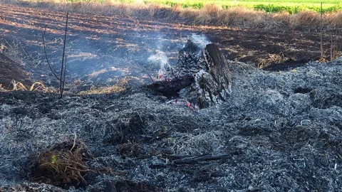 Smoldering Tree Stump in a Controlled Farm Burn: Charred wood embers glow amidst Stock Footage 345907715