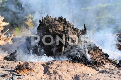 Smoldering tree stump Stock Photos
