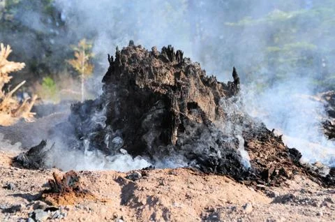 Smoldering tree stump Stock Photos