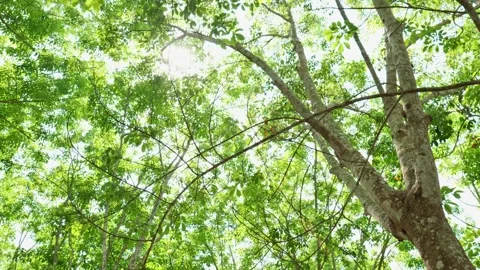 Smooth 4K panning footage of warm sunlight filtering through lush green leaves o Vídeos de archivo 341315093