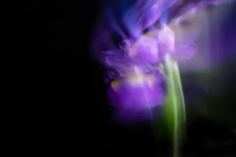 Smooth abstract movement of an iris flower on a black background. Gentle bokeh Stock Photos