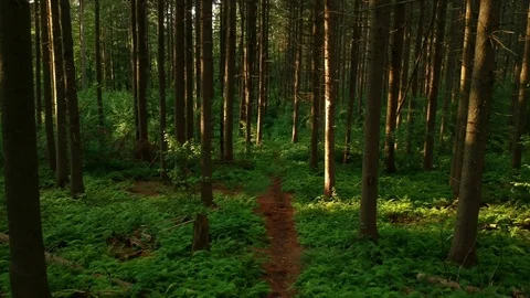 Smooth aerial drone footage moving slowly forwards through a forest path. Stock Footage