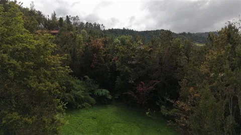 Smooth Aerial Flight Between Trees in Forest Lenca Chile Video stock 325245568