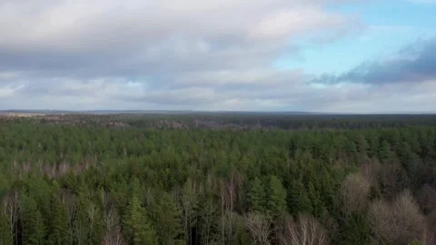 Smooth aerial shot flying over dense green forest canopy Video stock 333830261