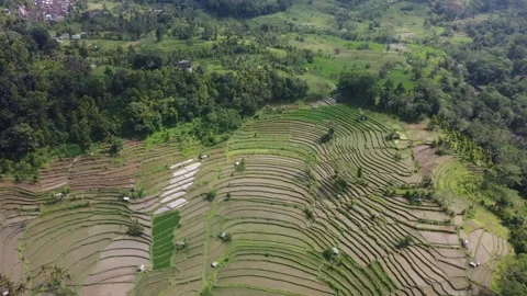 Smooth Aerial View of RiceFields Sidemen, Bali, Indonesia, droneshot Stock Footage 245754444