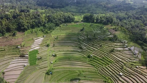 Smooth Aerial View of Sidemen ricefields, Bali, Indonesia, droneshot Stock Footage 245754553