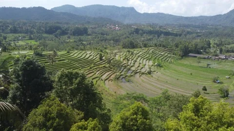 Smooth Aerial View of Sidemen ricefields Bali droneshot  Stock Footage 245760089