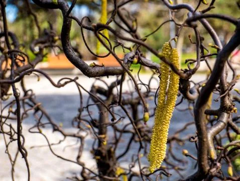 Smooth Alder in the early spring. Stock-Fotos
