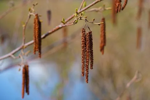 Smooth Alder in the early spring. Selective focus. Closeup. Stock Photos