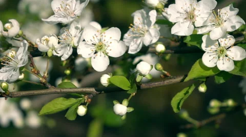 Smooth and slow motion of blooming white prune branch, waving on light wind Stock Footage 66516760