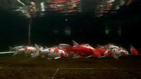 Smooth and slow motion of Koi fishes Stock Footage 157013830