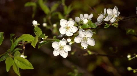 Smooth and white motion of sunlit blooming white prune branch Stock Footage 66517323