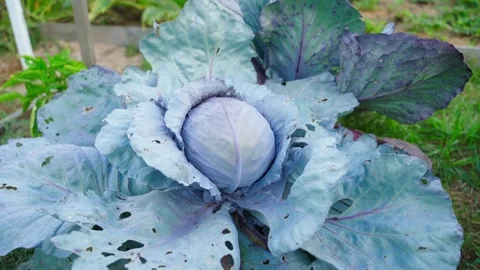 Smooth approach of the camera to the head of a growing red cabbage in the garden Stock Footage 261190697