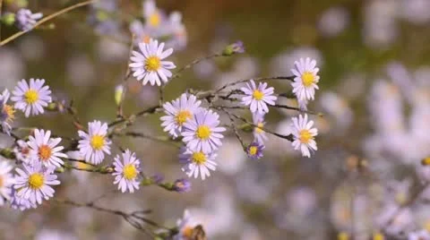 Smooth aster (Aster laevis) and bee (Apis) Stock Footage 12883328