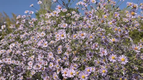 Smooth aster (Aster laevis 'Anneke van der Jeugd') Stock Footage 12889542