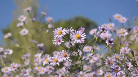 Smooth aster (Aster laevis 'Anneke van der Jeugd') Stock Footage 12889818