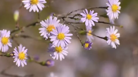 Smooth aster (Aster laevis) Stock Footage 12883976