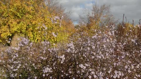 Smooth aster (Aster laevis) Stock Footage 18008453