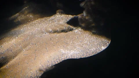 Smooth back river stingray (Potamotrygon orbignyi) Stock Footage 205031531