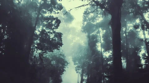 Smooth backward camera track through a dark forest Stock Footage 49451587