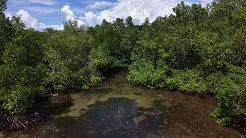 Smooth Backward Pullback Over Mangrove Channel Puerto Princesa Palawan Stock Footage 332989432
