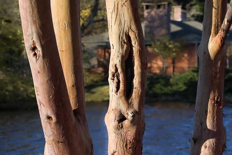 Smooth bark tree trunk and branches in front of water Stock Photos