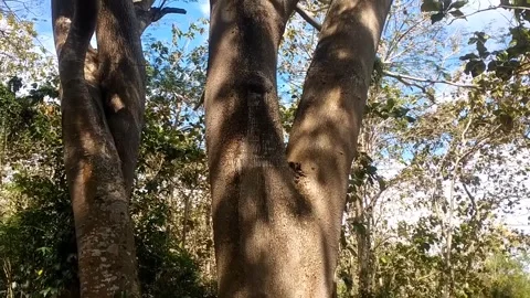 Smooth Bark Tree Trunks in the Sun Video stock 338375129
