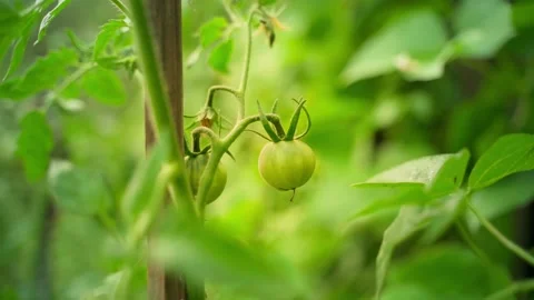 Smooth beautiful parallax around a growing green tomato close-up on a blurred Stock Footage 208402000