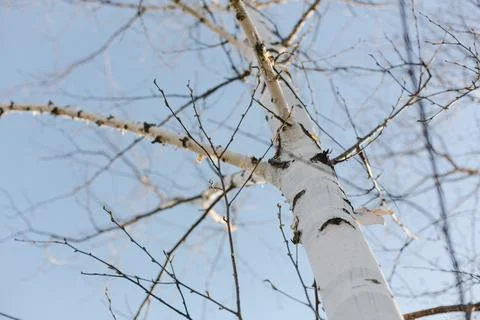 Smooth birch tree in spring with evening blue sky in background Foto stock