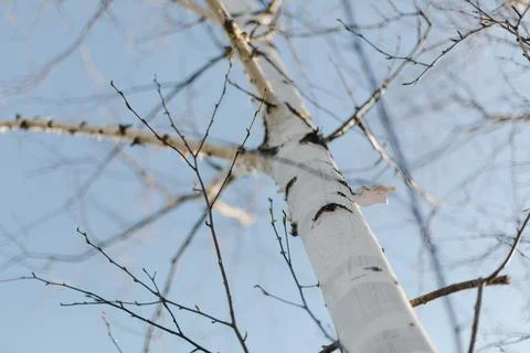 Smooth birch tree in spring with evening blue sky in background Foto stock
