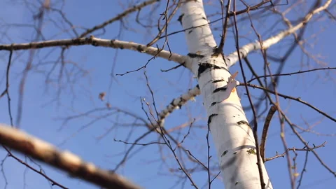 Smooth birch tree in springtime at sunset with deep blue sky in background .. Stock Footage 238949923