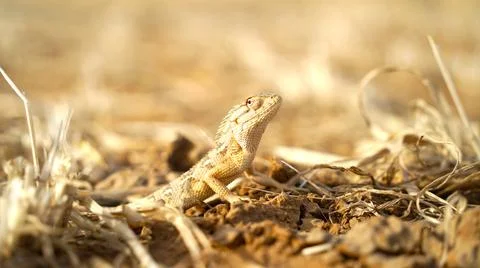 Smooth bodied lizard with short limbs. Mostly found in tropical and temperate Stock Photos