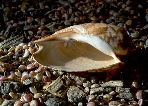 Smooth Brown Patterned Sea Shell Lying on Small Multi-colored Pebbles Stock Photos