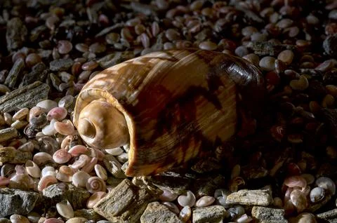 Smooth Brown Patterned Sea Shell Lying on Small Multi-colored Pebbles Foto stock