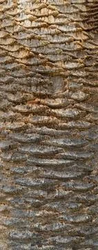 Smooth Brown Tree Bark Surface with a Natural Knot and Burl 写真素材