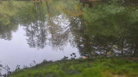 Smooth Calm River Reflecting Overhead Trees And Overcast Sky Stock Footage 348068429