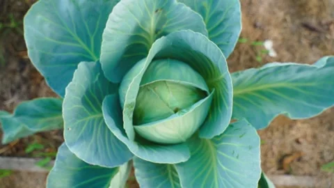 Smooth camera approach to growing white cabbage, close-up. Young head of cabbage Stock Footage 263044079