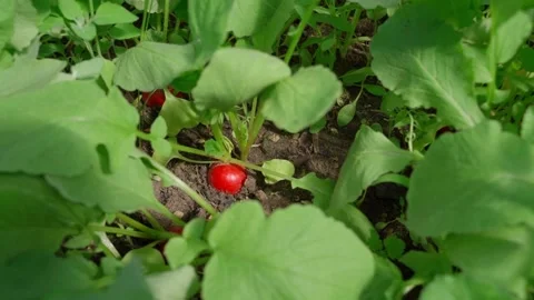 Smooth camera approach to red radish growing in the garden, close-up Stock-Footage 308404663