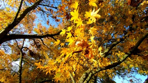 Smooth Camera Bright Yellow Sun and Leaf Foliage Autumn Fall Beauty Landscape Video stock 130078772
