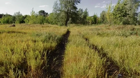 Smooth camera flight to a tree in the field Stock Footage 135817275