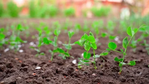 Smooth camera fly around young green pea sprouts in a garden bed close-up Stock Footage 195092523