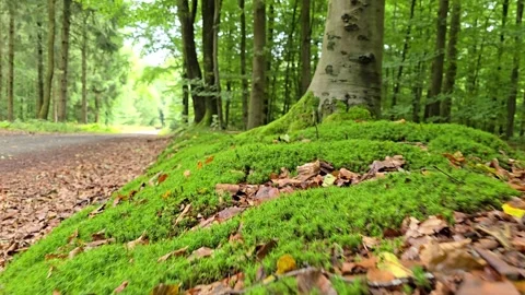 Smooth camera forward tracking shot along vibrant mossy forest floor and wo.. Stock Footage 343950401