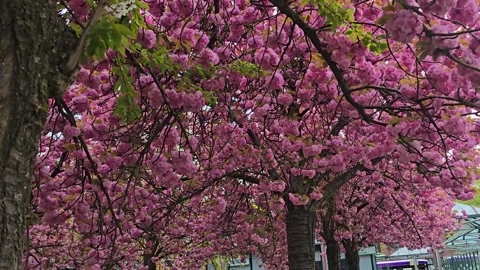Smooth Camera Glide Through a Blooming Sakura Alley in Spring Stock Footage 341966730