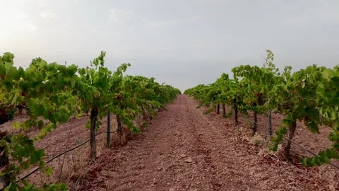 Smooth camera motion along grapevines in a Spanish vineyard Stock Footage 340658586